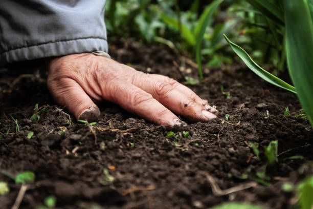 торове - 20889 варианти | agrovest торове - 9543 варианти